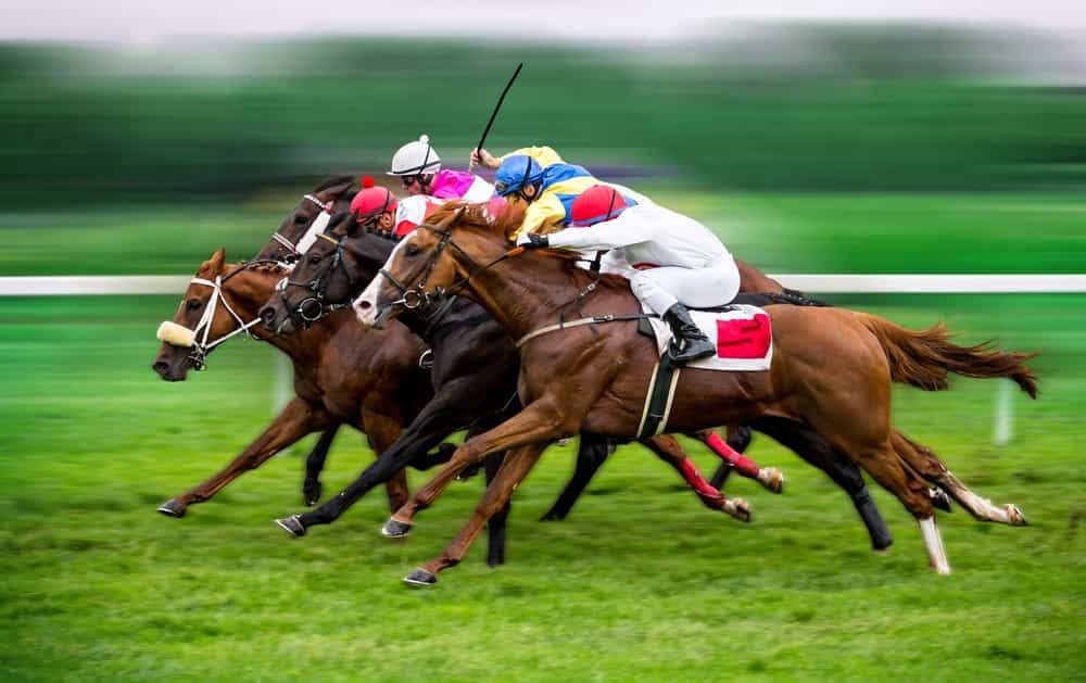 Betting on Horse Races – What Really Occurs Your Dollars